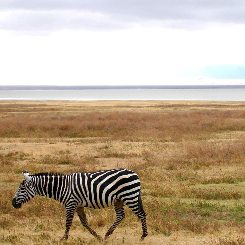 womens-safari-clothing